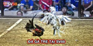 đá gà tre